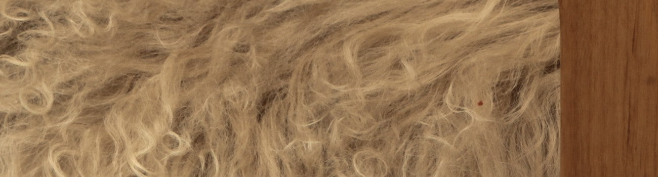 Himalaya Tibetan Sheep